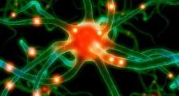 How does the brain work