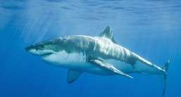 Swimming like a shark
