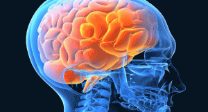 brain