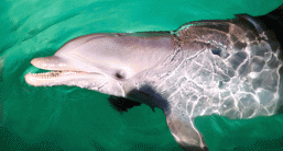 Steven – Marine mammal ecology researcher