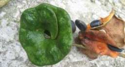 Using plants to attack diseases