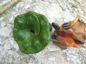 tropical_plants_small